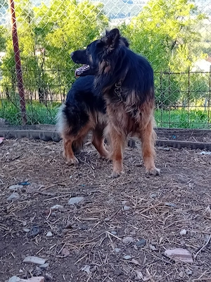 Ciobănesc german 