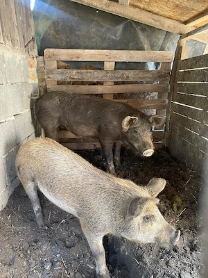 porci castrați(marele alb cu bazna)