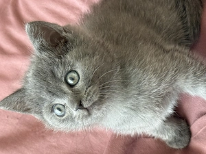 British Shorthair blue - imagine 4