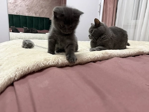 British Shorthair blue - imagine 3