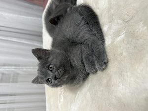 British Shorthair blue