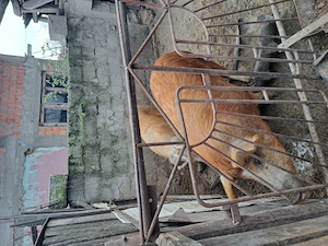 Porci de vânzarea!! De la 100 kg la 230 kg! - imagine 5