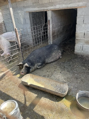 purcea gestantă