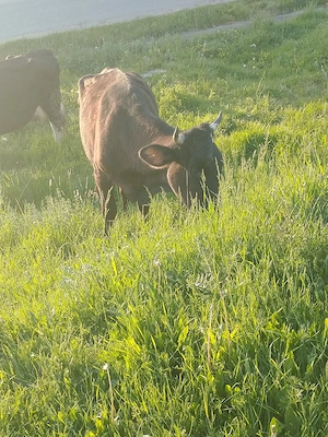 vaca la prima fătare 
