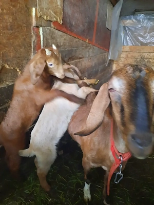 Țapi Anglonubieni