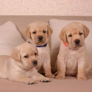 Puiuti Labradori superbi