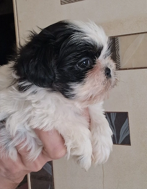 Baietel Shih-tzu rasa pura - imagine 3