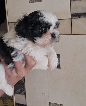 Baietel Shih-tzu rasa pura