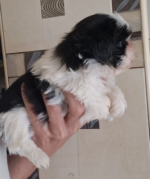 Baietel Shih-tzu rasa pura - imagine 2