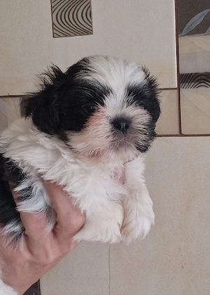 Baietel Shih-tzu rasa pura - imagine 5
