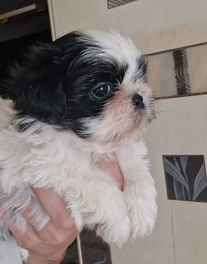 Baietel Shih-tzu rasa pura - imagine 4