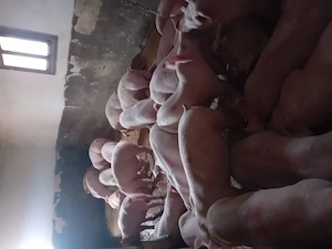 Vand Porci de carne greutate de la 35 la 45 de kg  - imagine 3