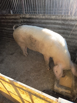 Porc de vanzare - imagine 2