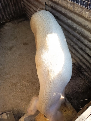 Porc de vanzare