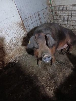 Scroafă duroc