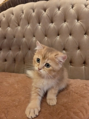 British Shorthair Gold mascul deosebit - imagine 2