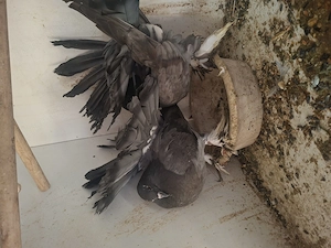 De vanzare 2 perechi de porumbei pava si 2rațe si un rățoi  - imagine 4