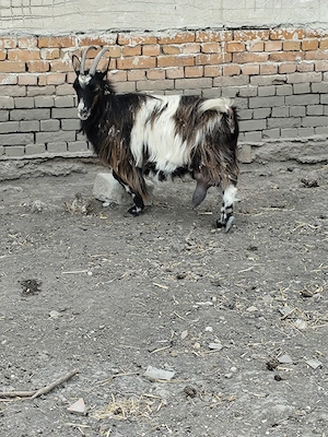 Vând animale, capră cu lapte, țap, scroafă cocoși 