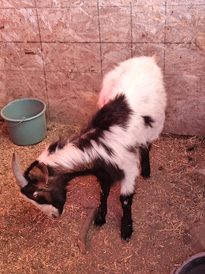 Vând animale, capră cu lapte, țap, scroafă cocoși  - imagine 2