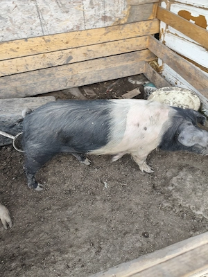 Vând animale, capră cu lapte, țap, scroafă cocoși  - imagine 3