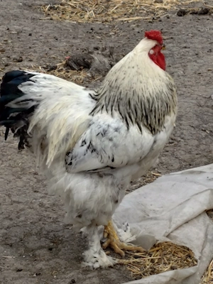 Vând animale, capră cu lapte, țap, scroafă cocoși  - imagine 4