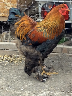 Vând animale, capră cu lapte, țap, scroafă cocoși  - imagine 5