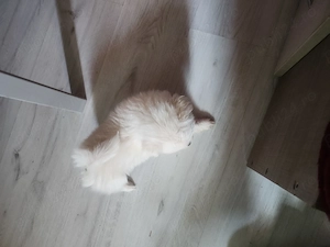 Pomeranian metis cu shihtzu
