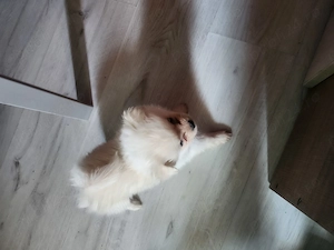 Pomeranian metis cu shihtzu - imagine 2
