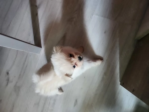 Pomeranian metis cu shihtzu - imagine 3