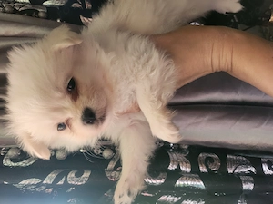 Pomeranian metis cu shihtzu - imagine 5
