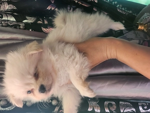 Pomeranian metis cu shihtzu - imagine 4