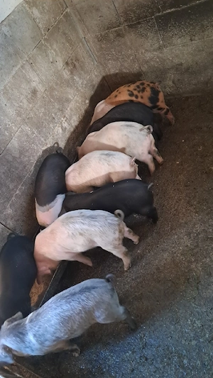 Vând purcei de 8 săptămâni  - imagine 2