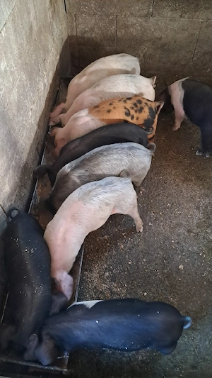 Vând purcei de 8 săptămâni 