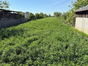 Lucerna verde sau uscata