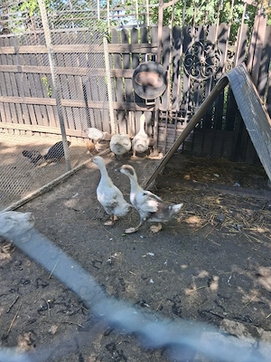 Gâște Tinere de Curte   Crescute Natural