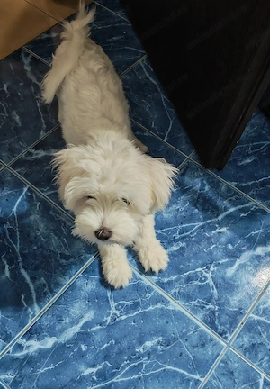 Vand Bichon alb, vârsta 5 luni