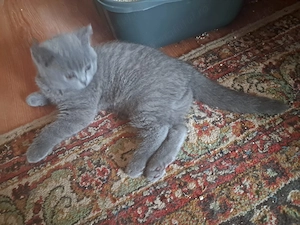 British Shorthair Fetita și Baiat 3 luni  - imagine 3