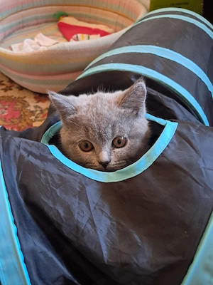 British Shorthair Fetita și Baiat 3 luni 