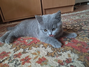 British Shorthair Fetita și Baiat 3 luni  - imagine 2