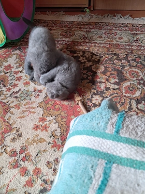 British Shorthair Fetita și Baiat 3 luni  - imagine 5