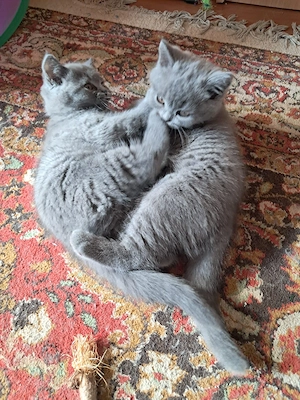 British Shorthair Fetita și Baiat 3 luni  - imagine 4