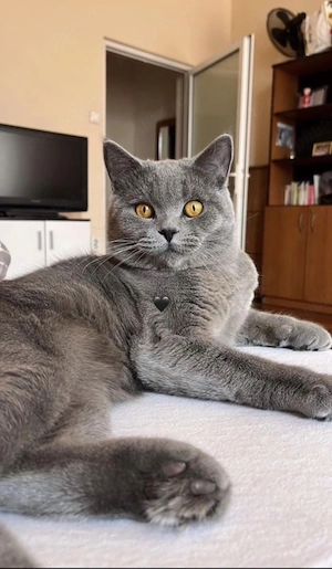 British Shorthair Blue 