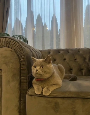 British Shorthair Blue  - imagine 5