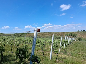 Vand teren vie in Maderat, jud Arad