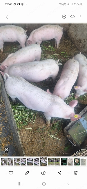 Vând grasuni 2 luni jumătate 