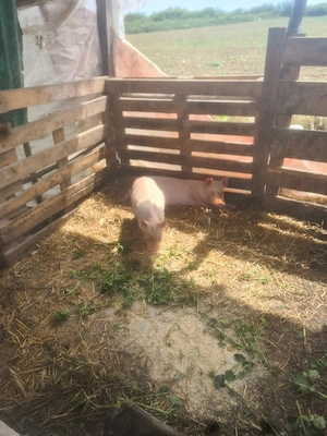 porc de vanzare