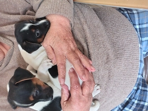 Jack Russell terrier vaccinați par scurt puri din părinți italia - imagine 2