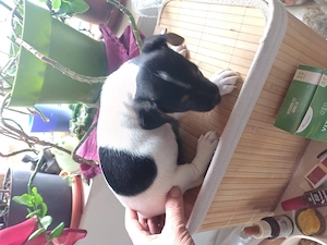 Jack Russell terrier vaccinați par scurt puri din părinți italia
