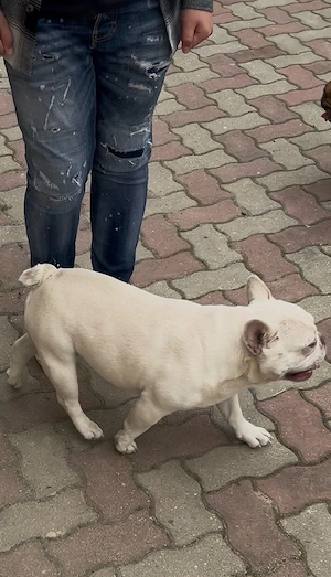 Bulldog Francez mascul