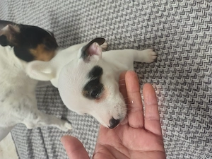 Jack Russell terrier vaccinați par scurt puri din părinți italia - imagine 3